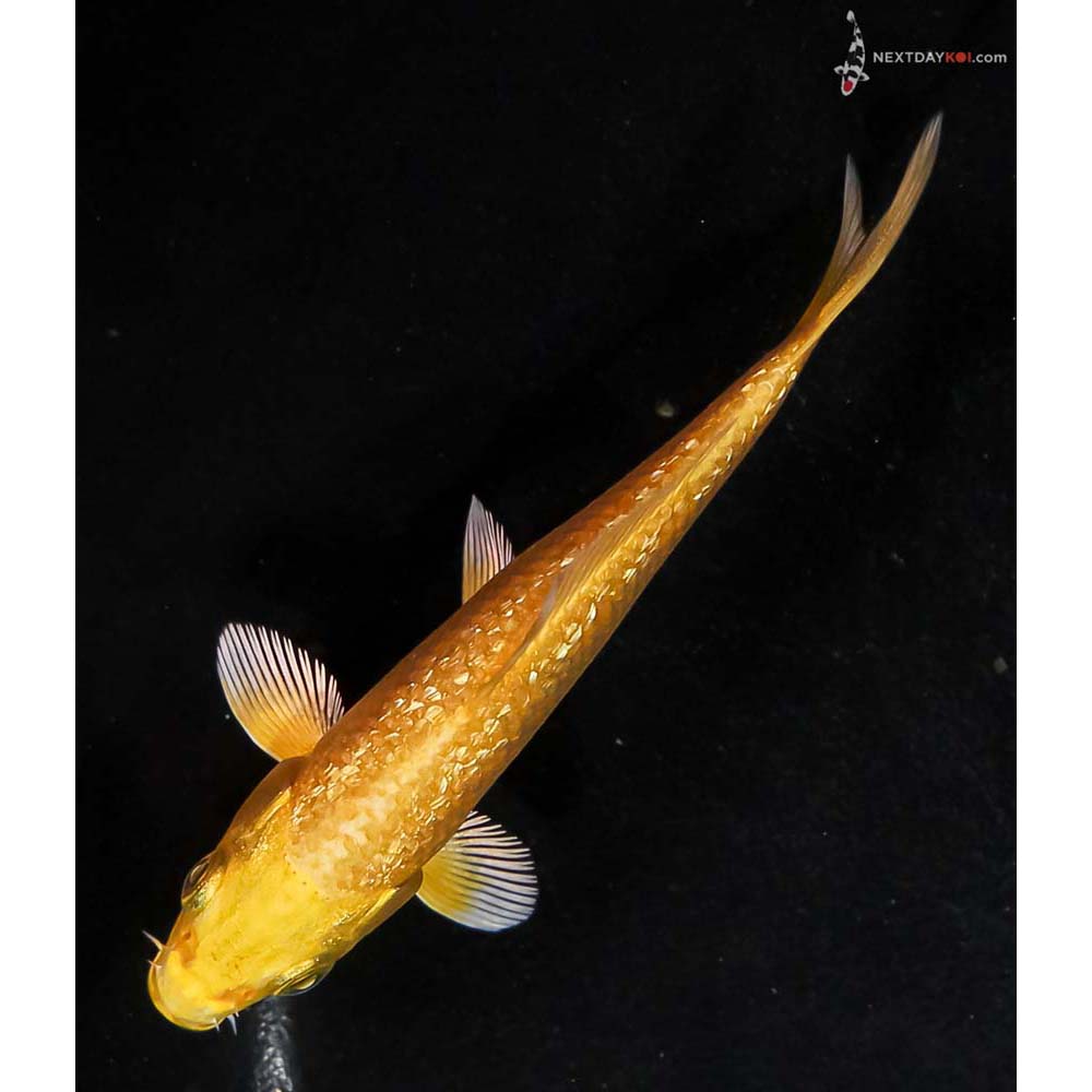 4” Imported Gin Rin Yamabuki Ogon