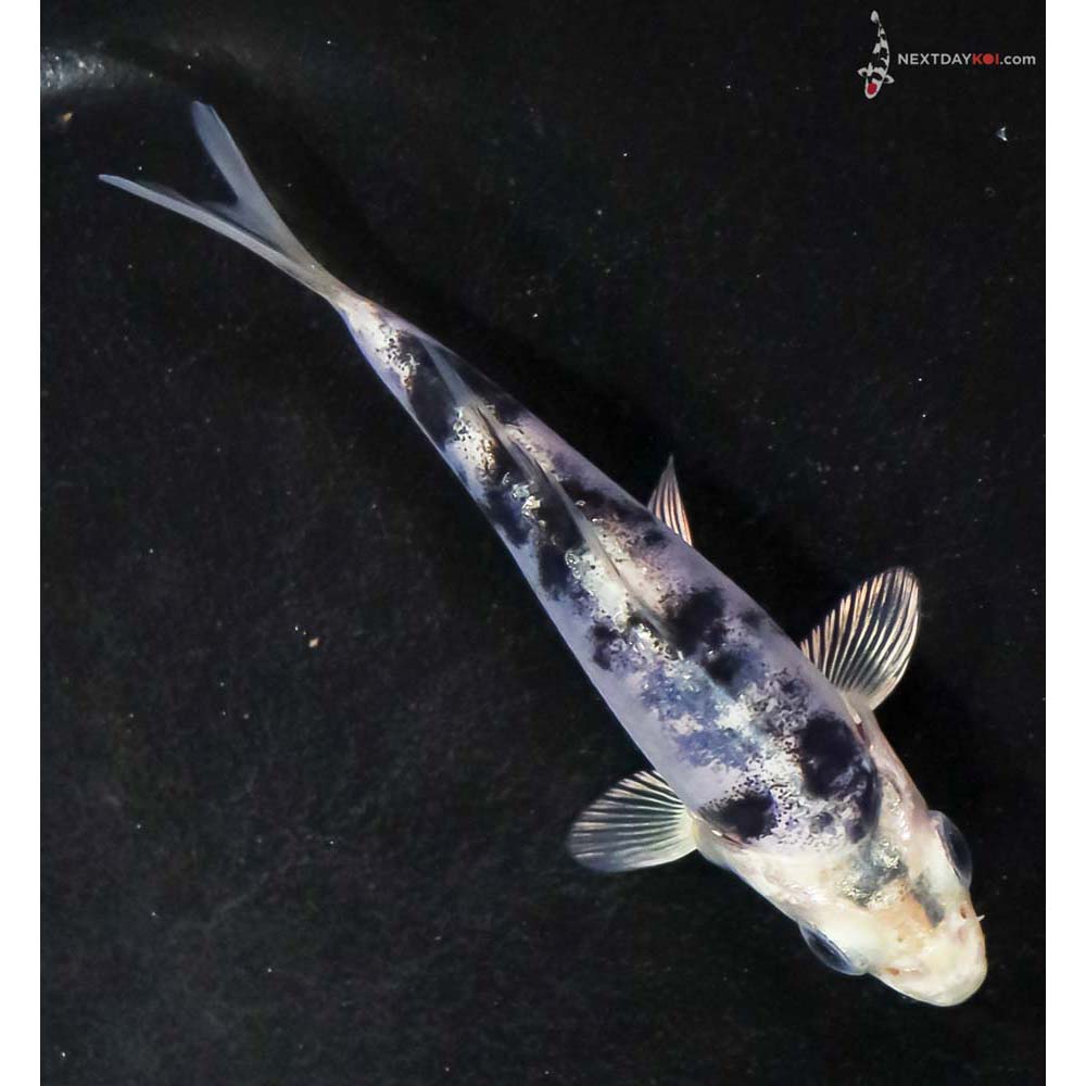 4” Imported Doitsu Gin Shiro Bekko