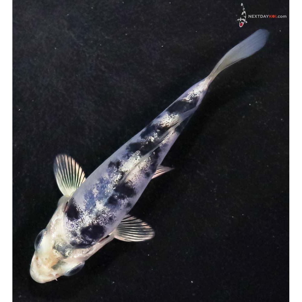 4” Imported Doitsu Gin Shiro Bekko