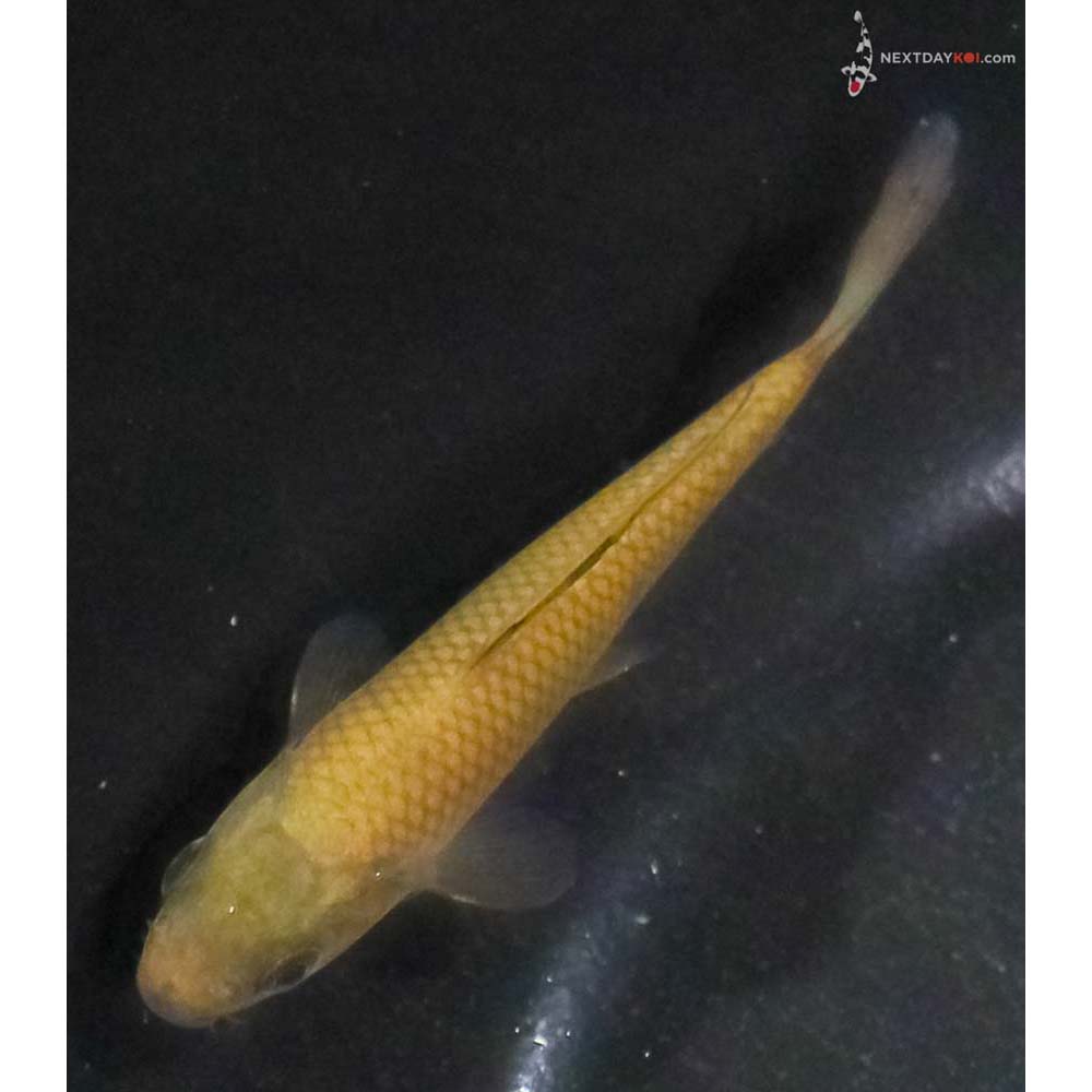 3” Imported Chagoi