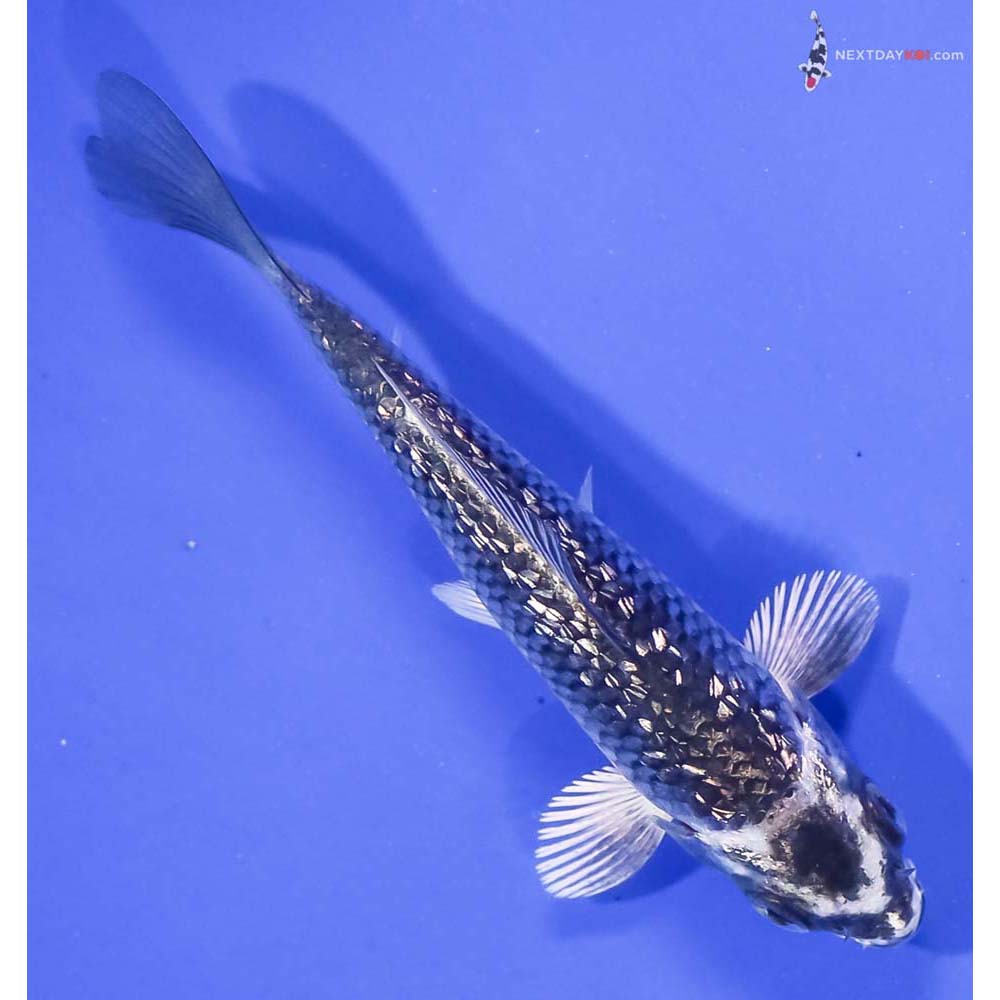 4” Imported Gin Rin Gin Matsuba