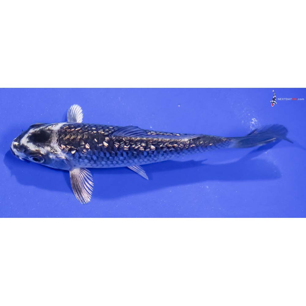 4” Imported Gin Rin Gin Matsuba