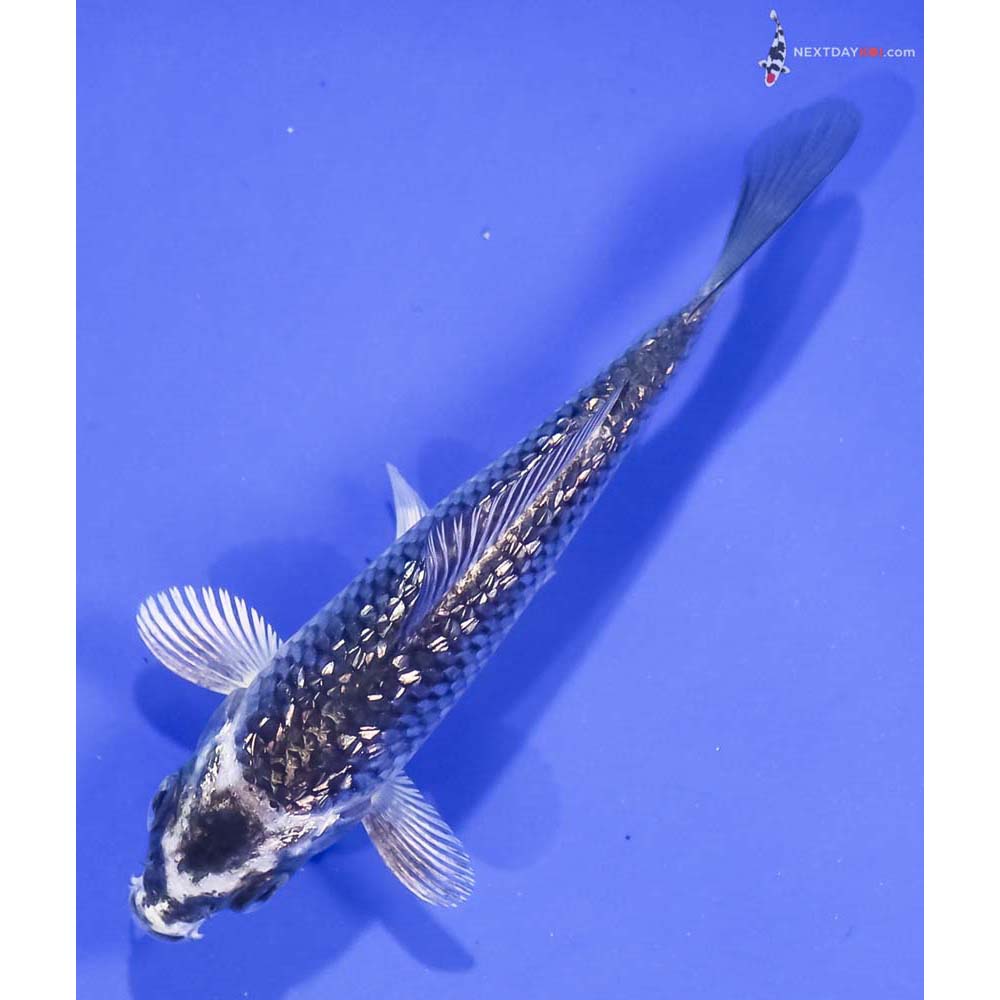 4” Imported Gin Rin Gin Matsuba