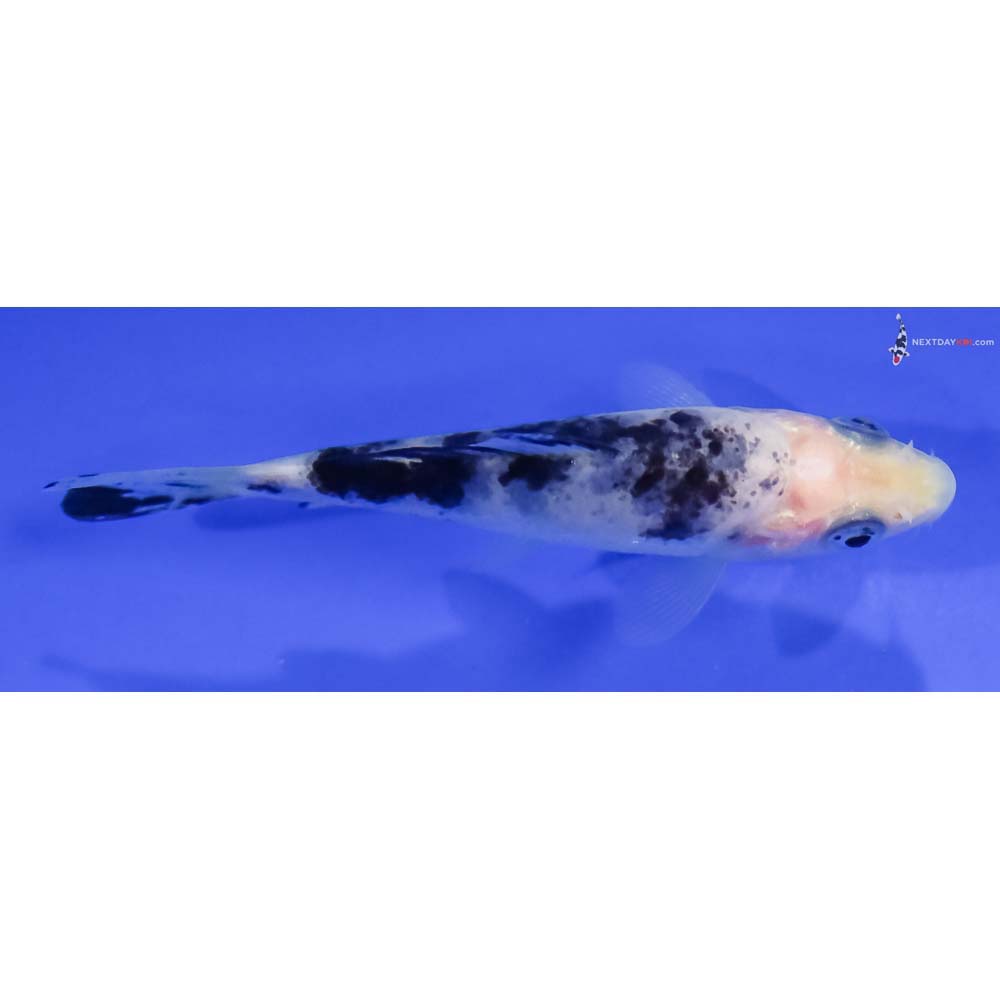 3” Imported Shiro Bekko