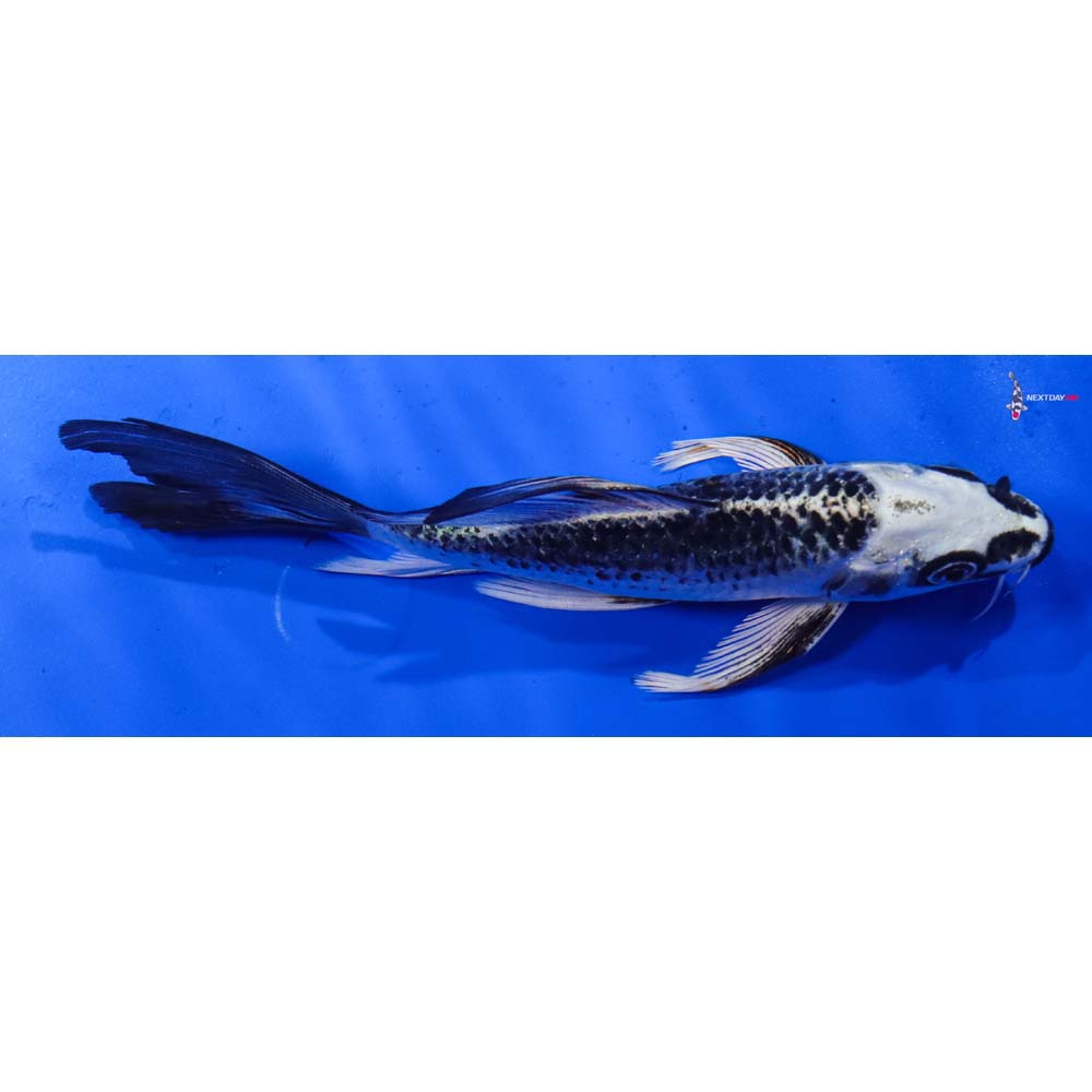 6.5” Imported Gin Matsuba Butterfly Koi