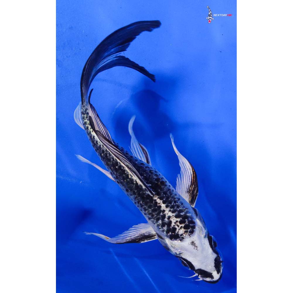 6.5” Imported Gin Matsuba Butterfly Koi