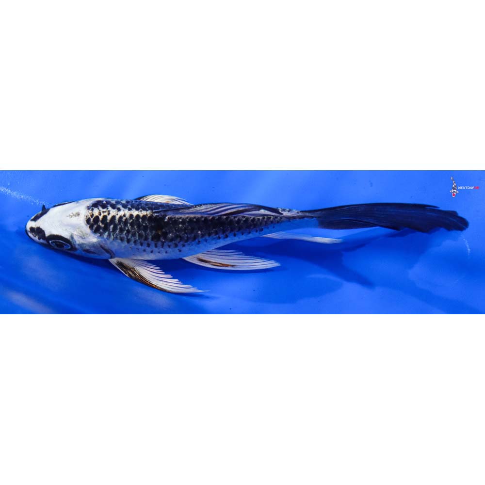 6.5” Imported Gin Matsuba Butterfly Koi