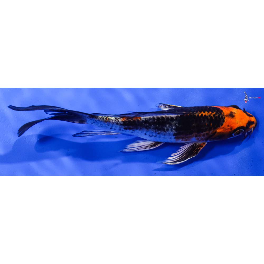 7” Imported Kujaku Butterfly Koi