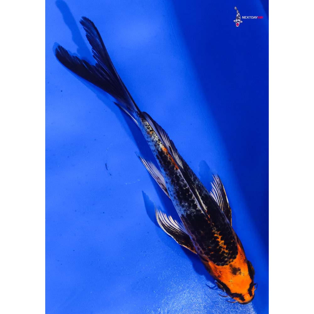 7” Imported Kujaku Butterfly Koi