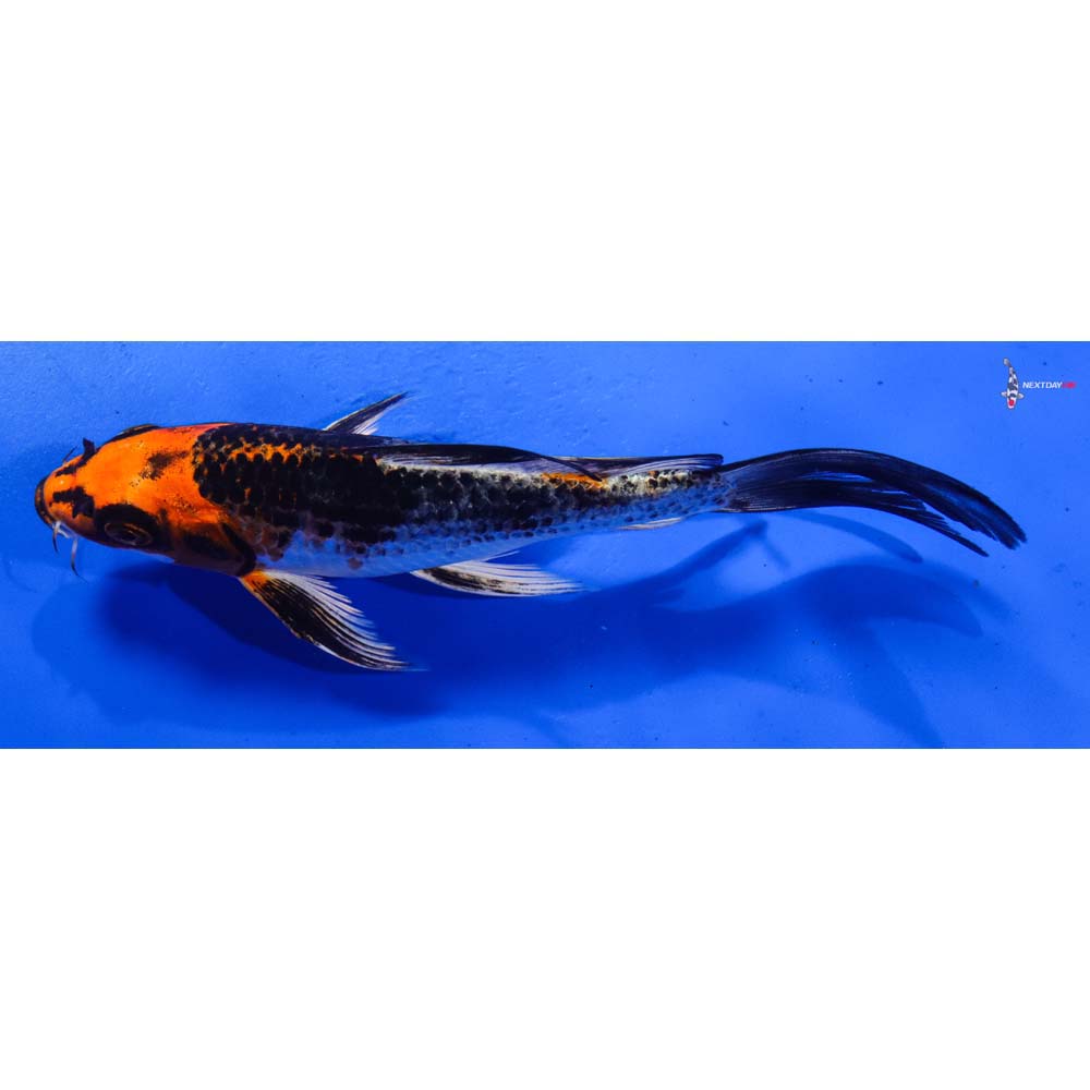 7” Imported Kujaku Butterfly Koi