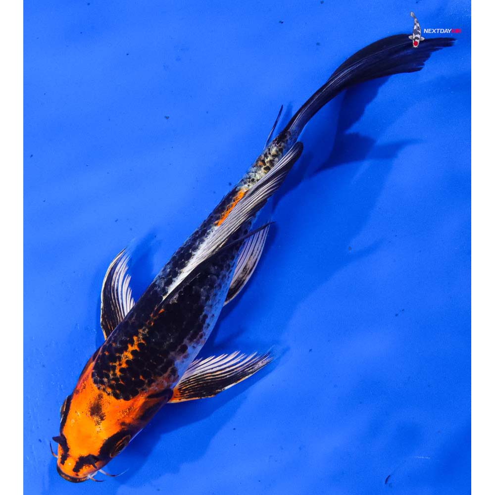 7” Imported Kujaku Butterfly Koi