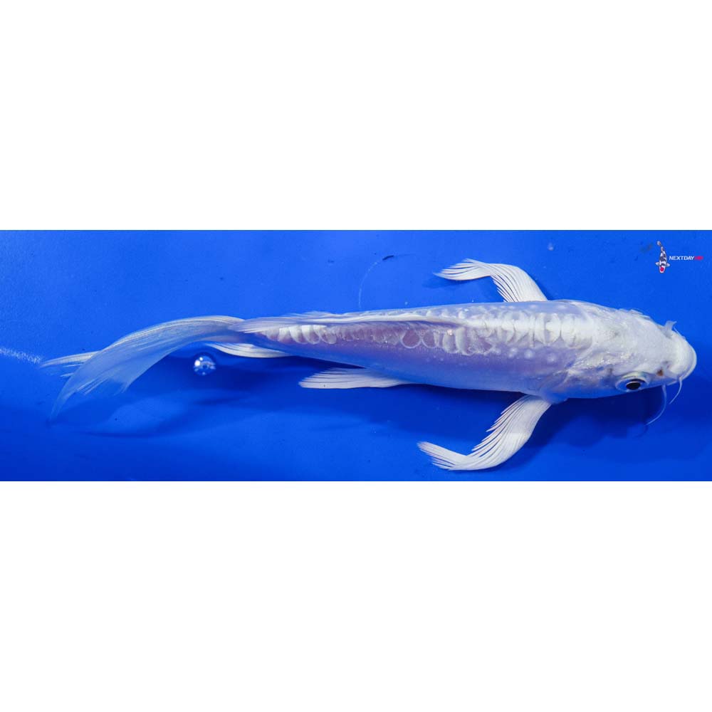 7” Imported Doitsu Platinum Ogon Butterfly Koi