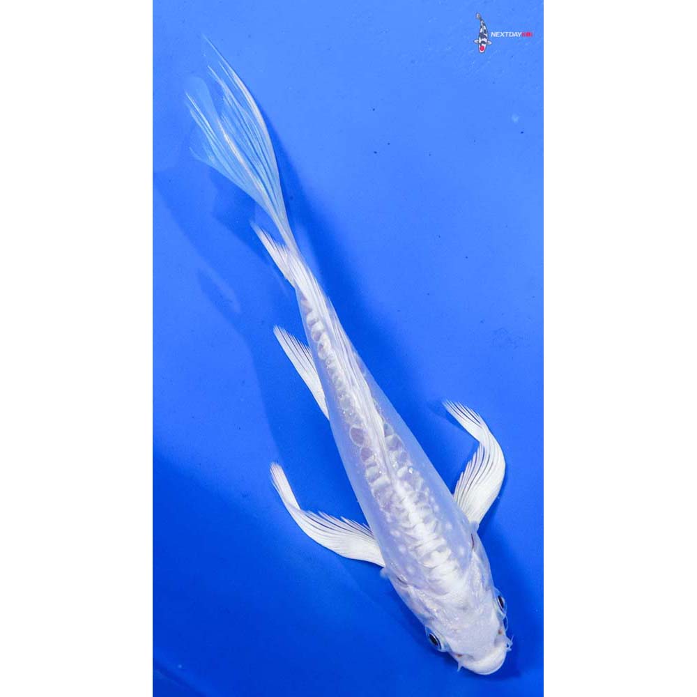 7” Imported Doitsu Platinum Ogon Butterfly Koi