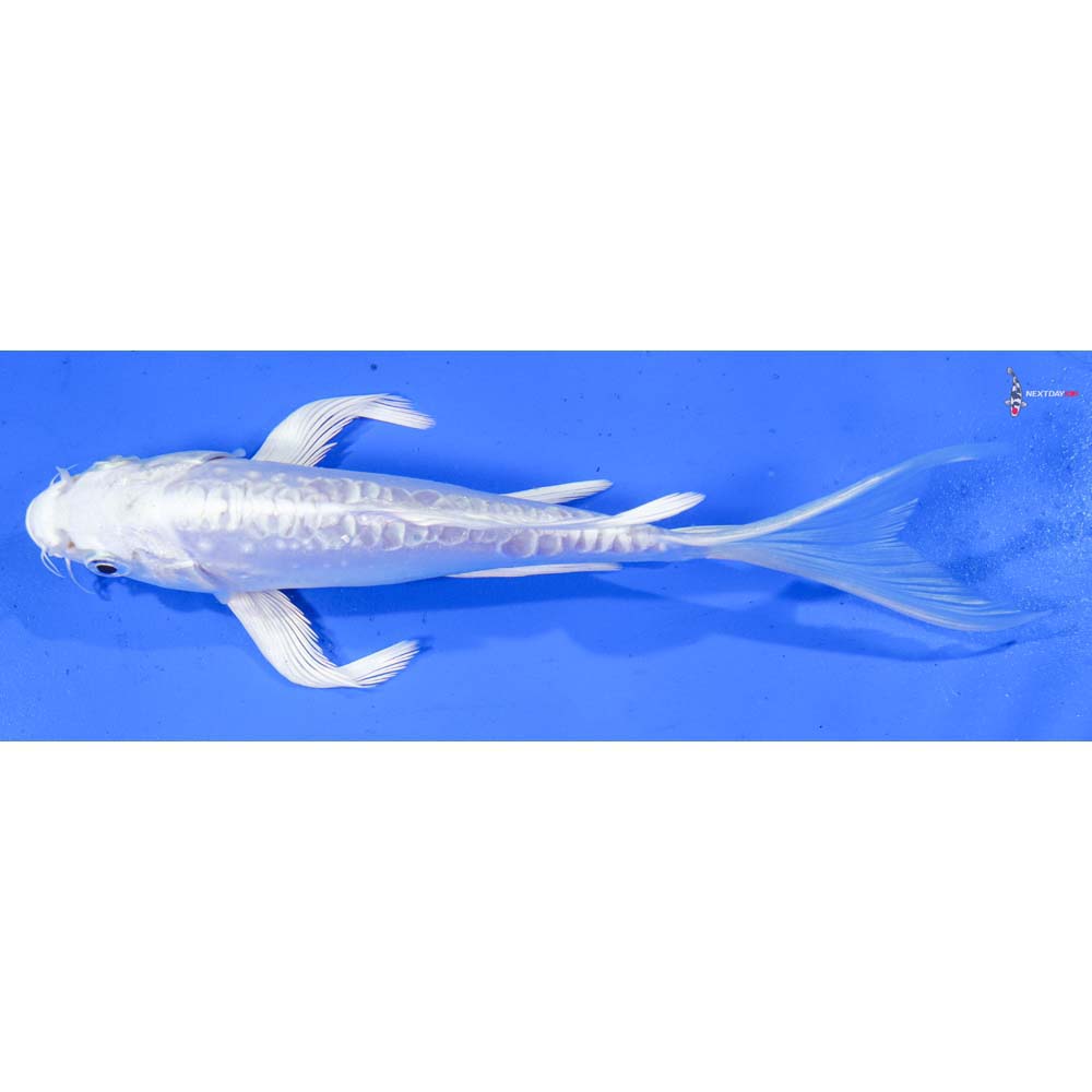 7” Imported Doitsu Platinum Ogon Butterfly Koi