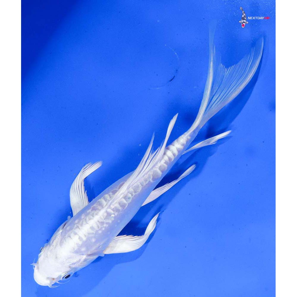 7” Imported Doitsu Platinum Ogon Butterfly Koi