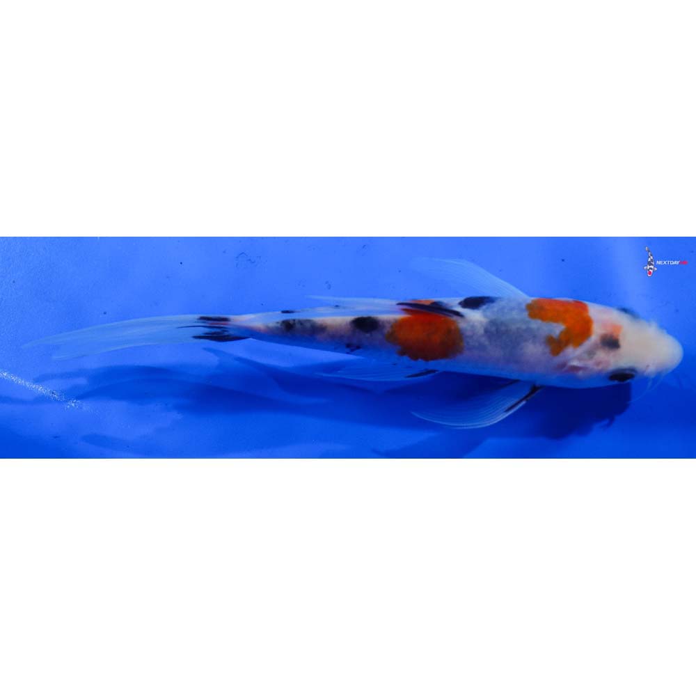 7” Imported Sanke Butterfly Koi