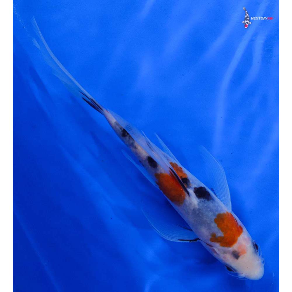 7” Imported Sanke Butterfly Koi