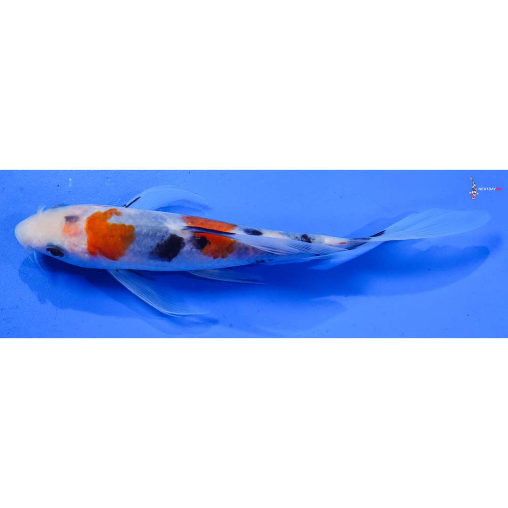 7” Imported Sanke Butterfly Koi
