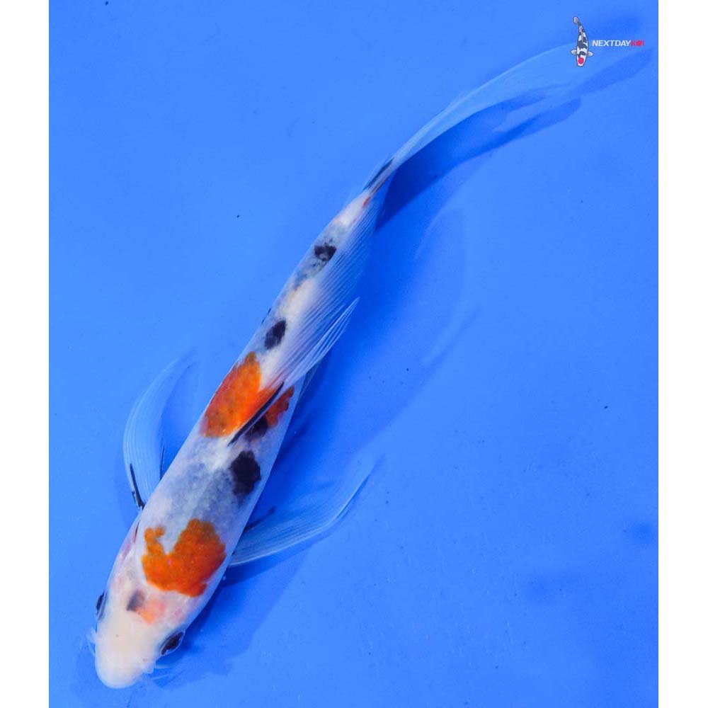 7” Imported Sanke Butterfly Koi