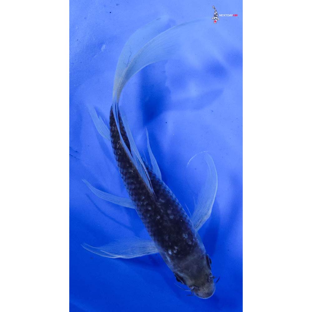 7” Imported Soragoi Butterfly Koi