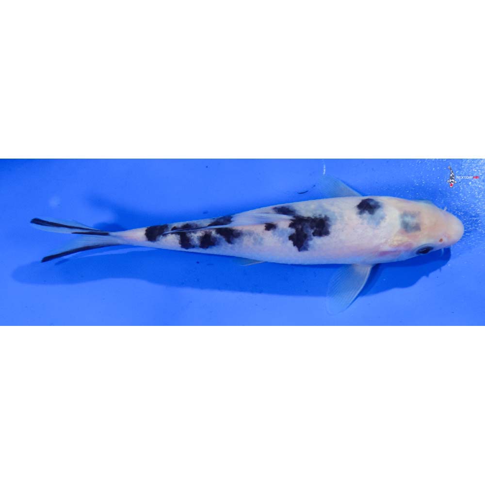 6” Imported Shiro Bekko