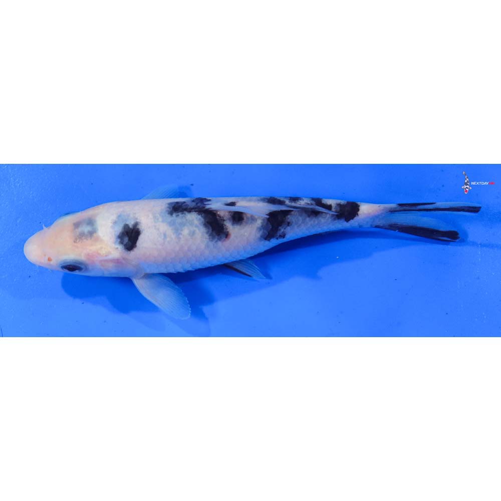 6” Imported Shiro Bekko