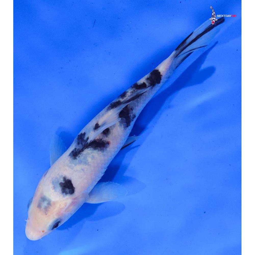 6” Imported Shiro Bekko