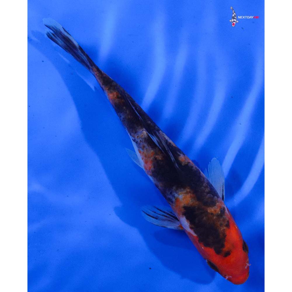 6.5” Imported Sanke