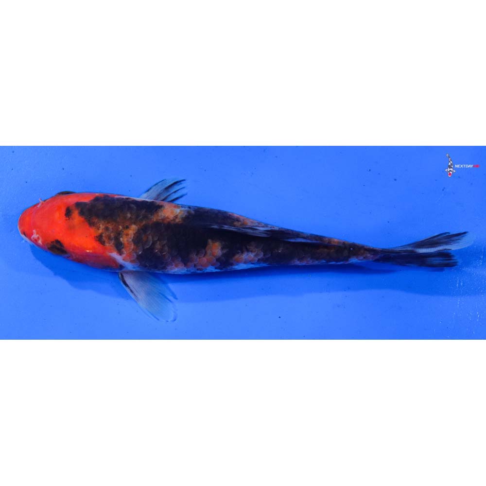 6.5” Imported Sanke