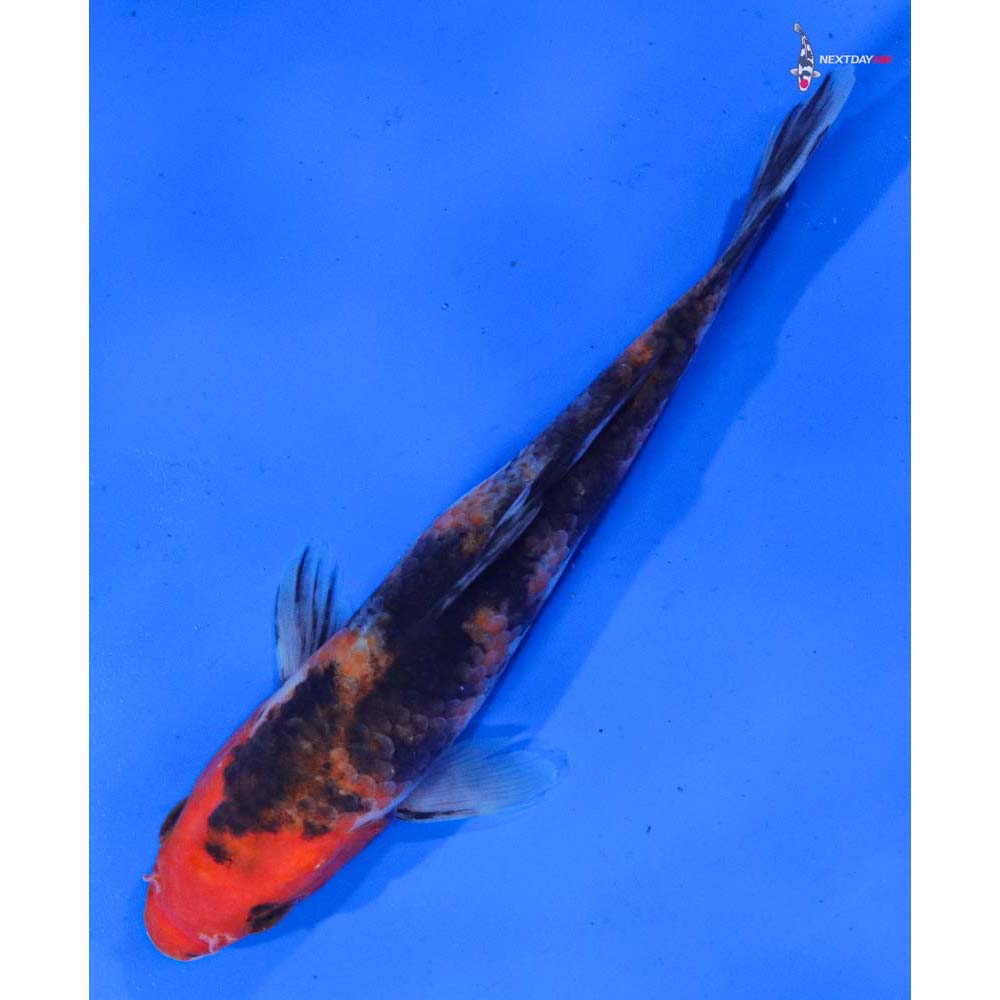 6.5” Imported Sanke