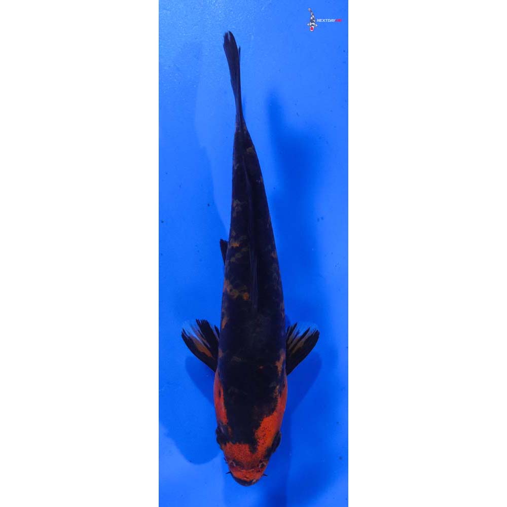 7” Imported Aka Bekko