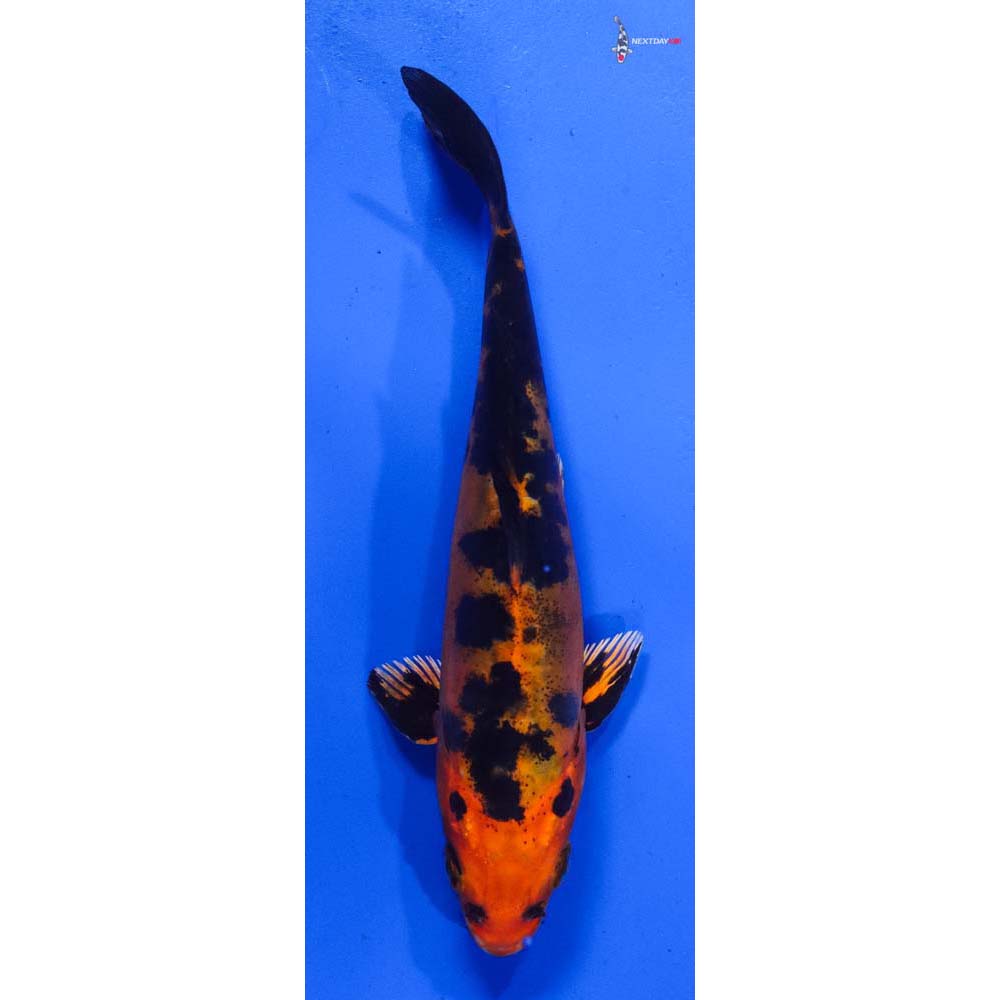 6” Imported Doitsu Kin Aka Bekko