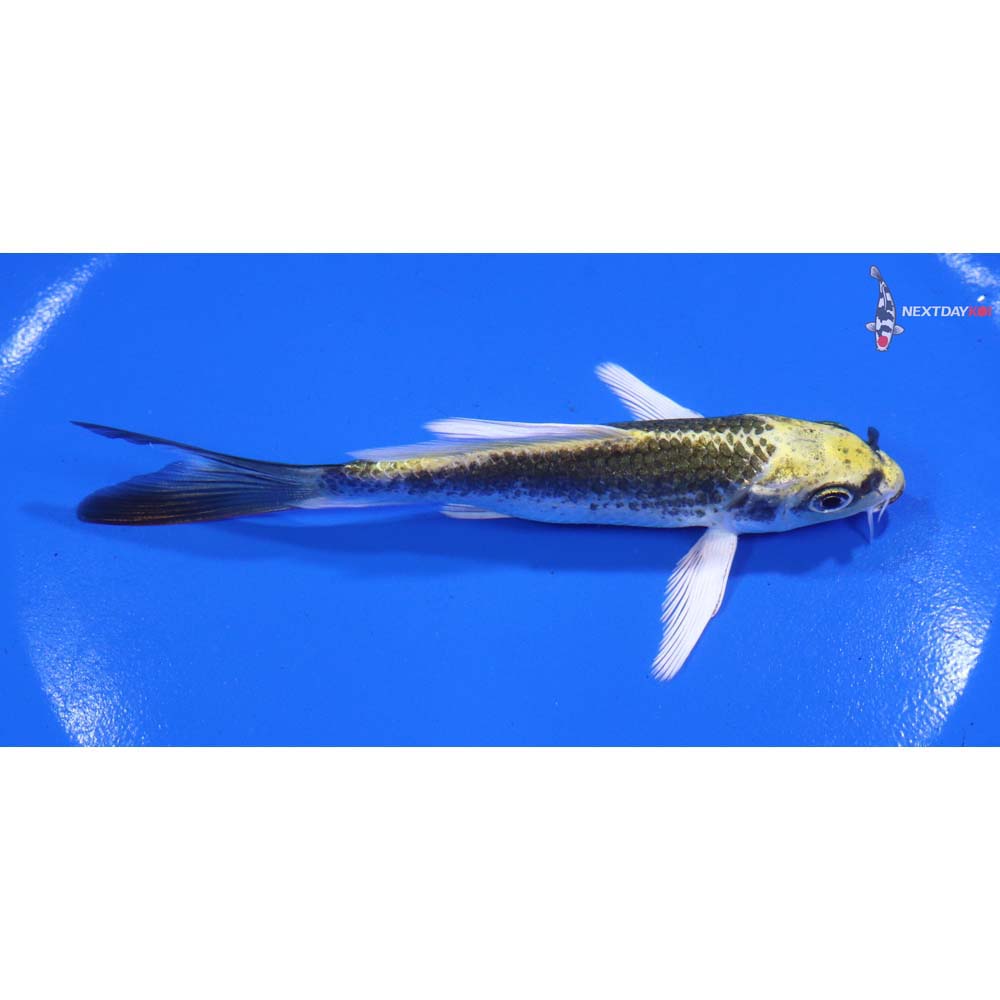 4.5” Imported Kujaku Butterfly Koi