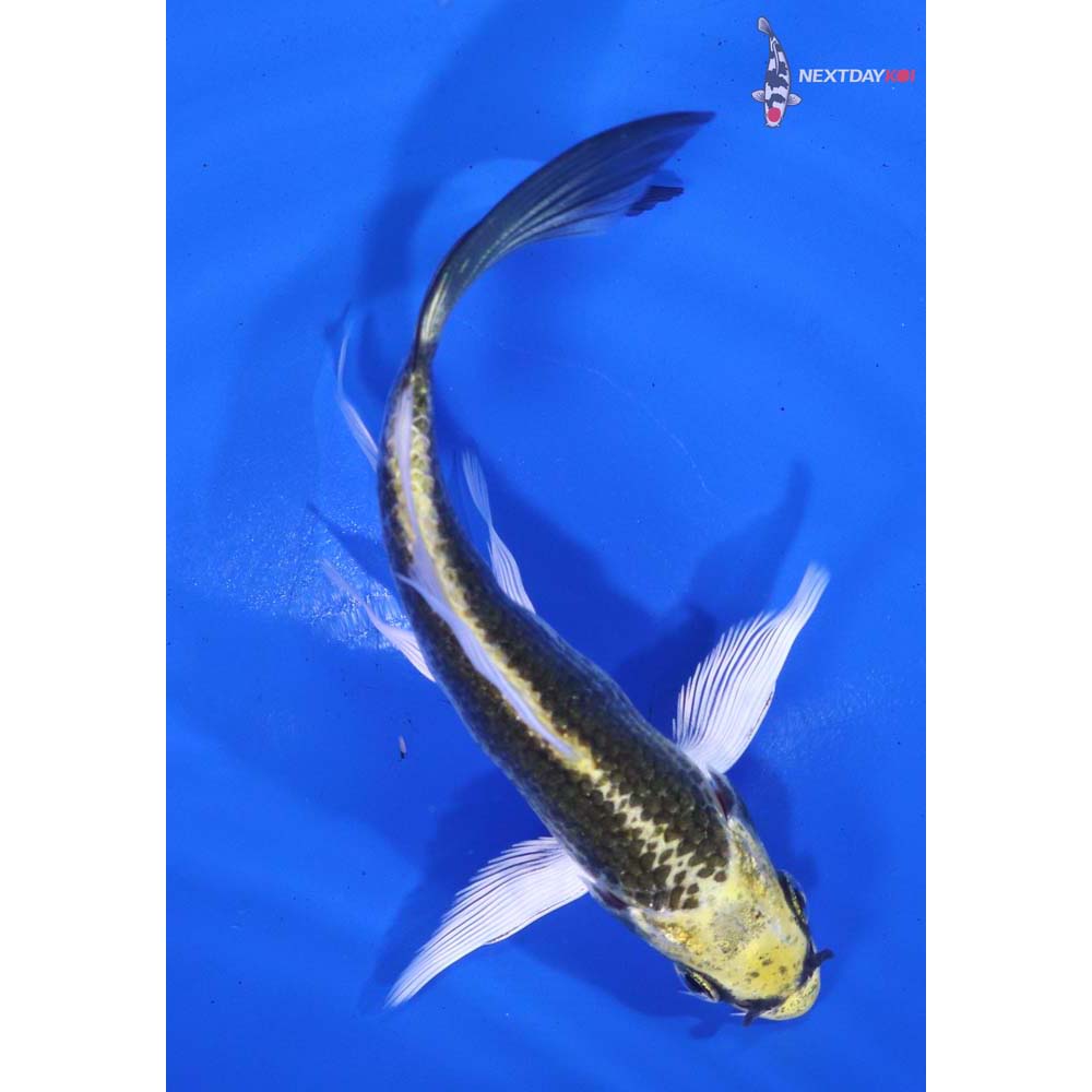 4.5” Imported Kujaku Butterfly Koi