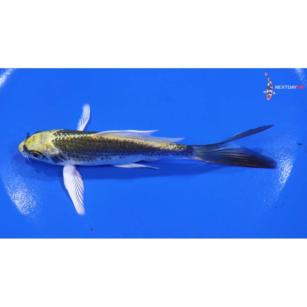 4.5” Imported Kujaku Butterfly Koi