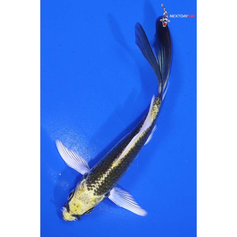 4.5” Imported Kujaku Butterfly Koi