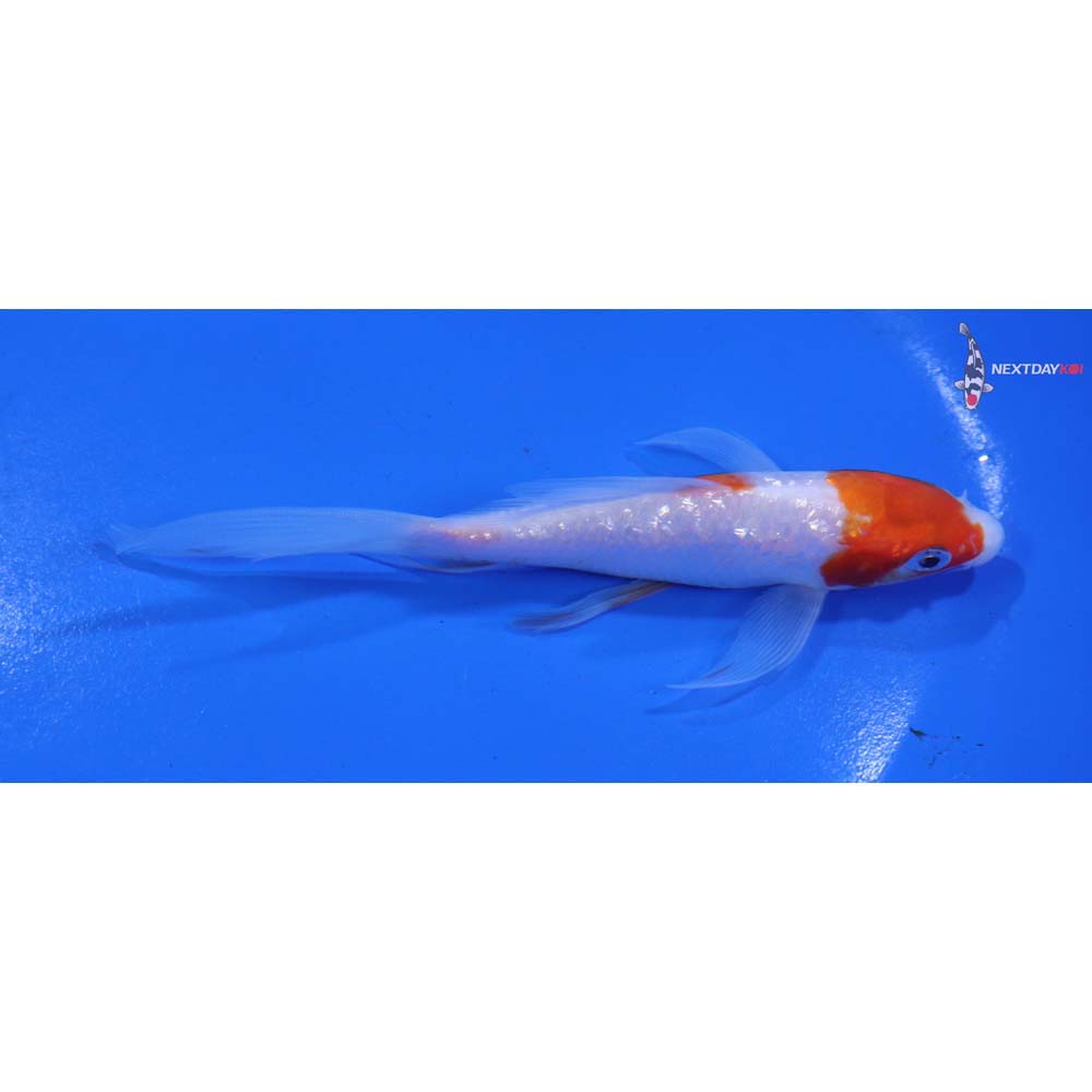 4.5” Imported Gin Rin Kohaku Butterfly Koi