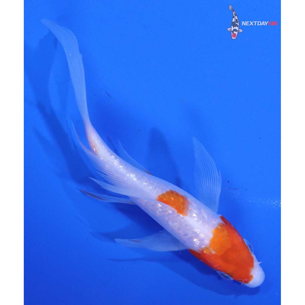 4.5” Imported Gin Rin Kohaku Butterfly Koi