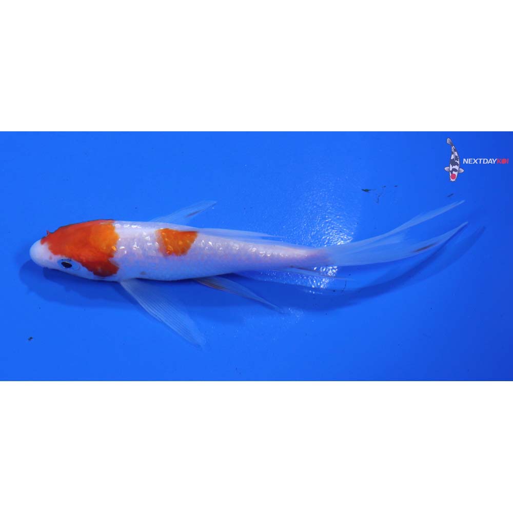 4.5” Imported Gin Rin Kohaku Butterfly Koi