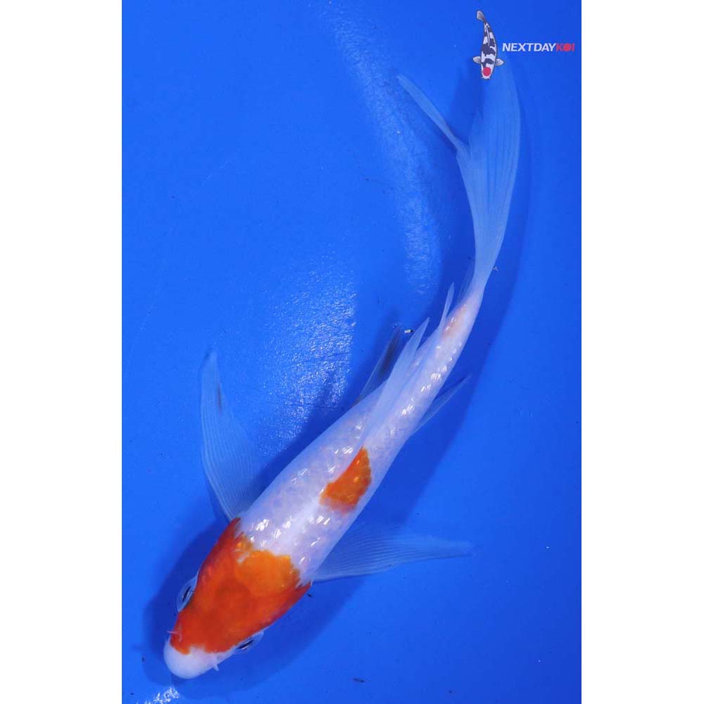 4.5” Imported Gin Rin Kohaku Butterfly Koi