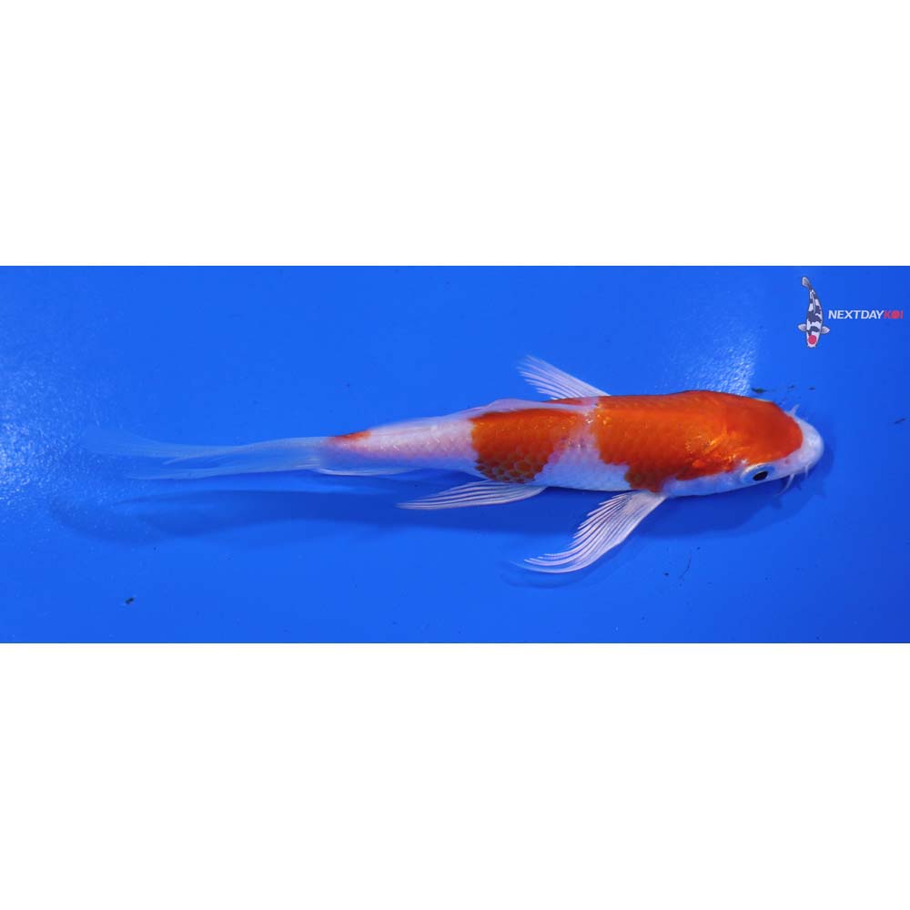4.5” Imported Hariwake Butterfly Koi