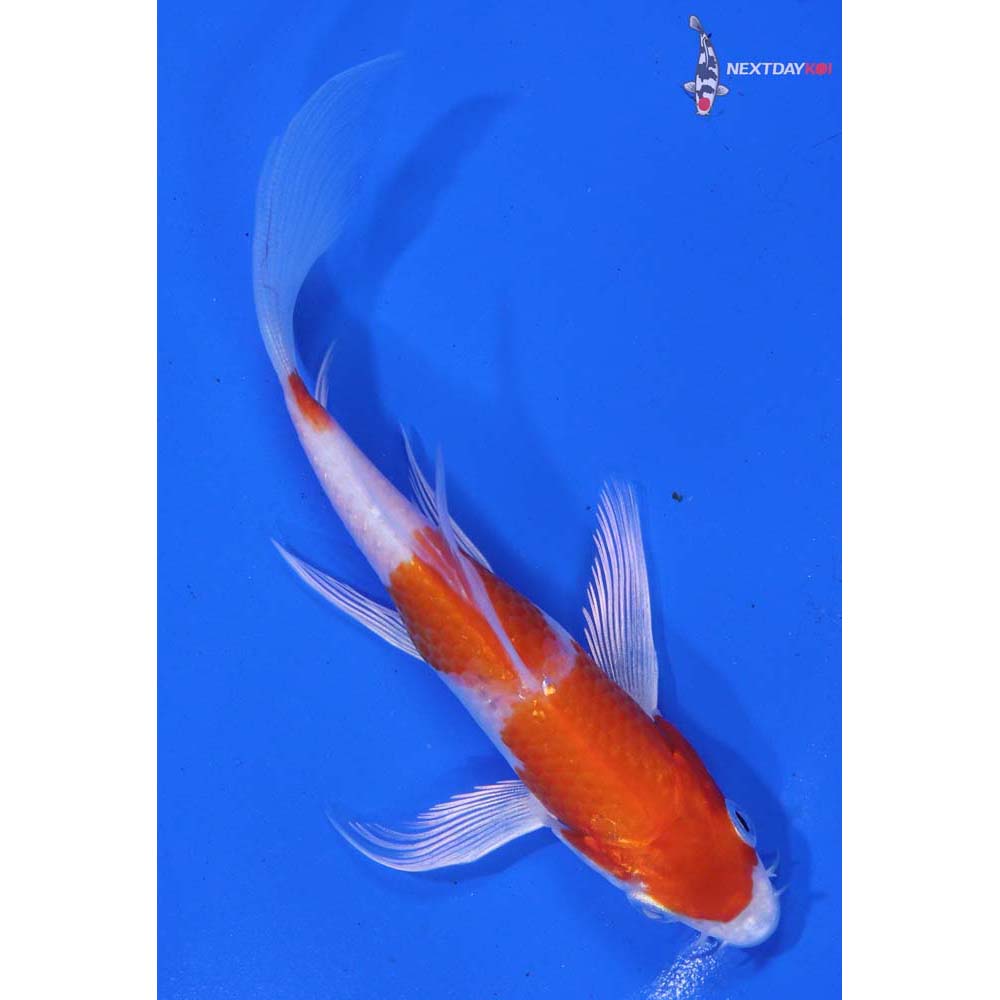 4.5” Imported Hariwake Butterfly Koi