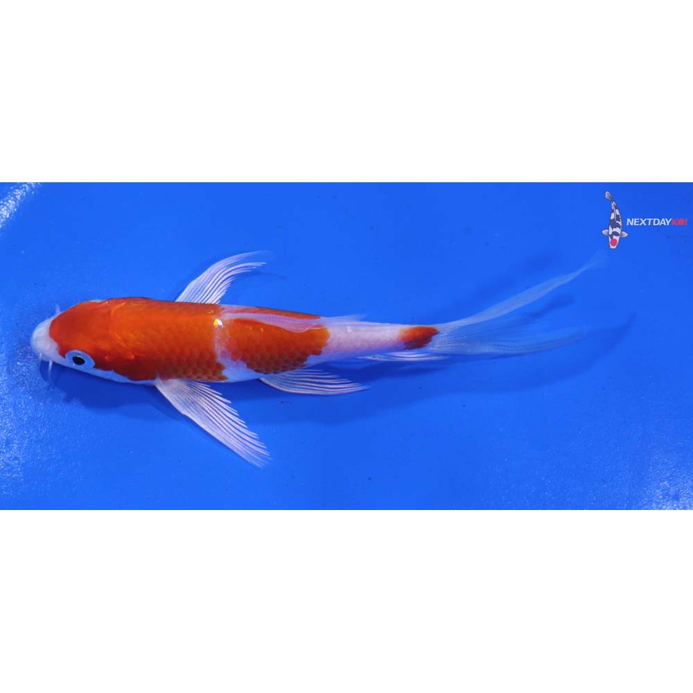 4.5” Imported Hariwake Butterfly Koi