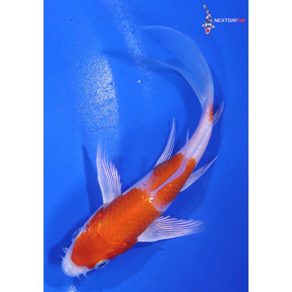 4.5” Imported Hariwake Butterfly Koi