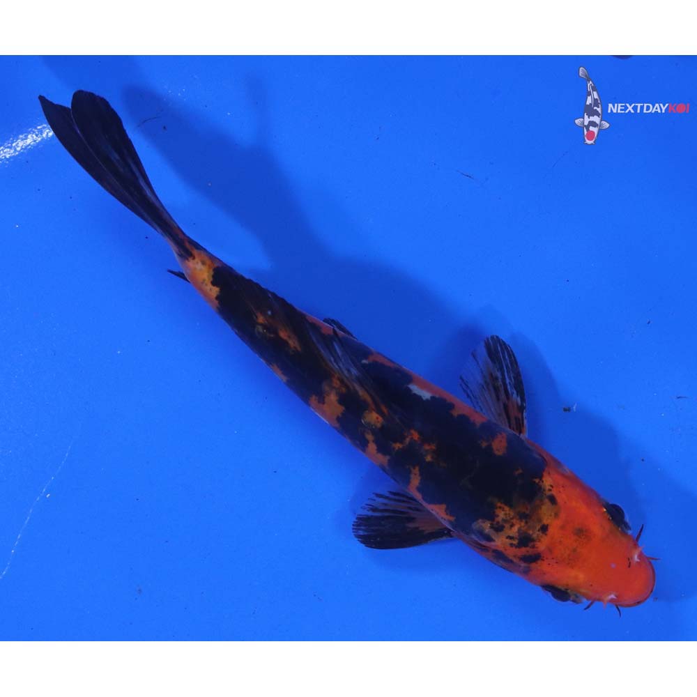 5” Imported Doitsu Sanke