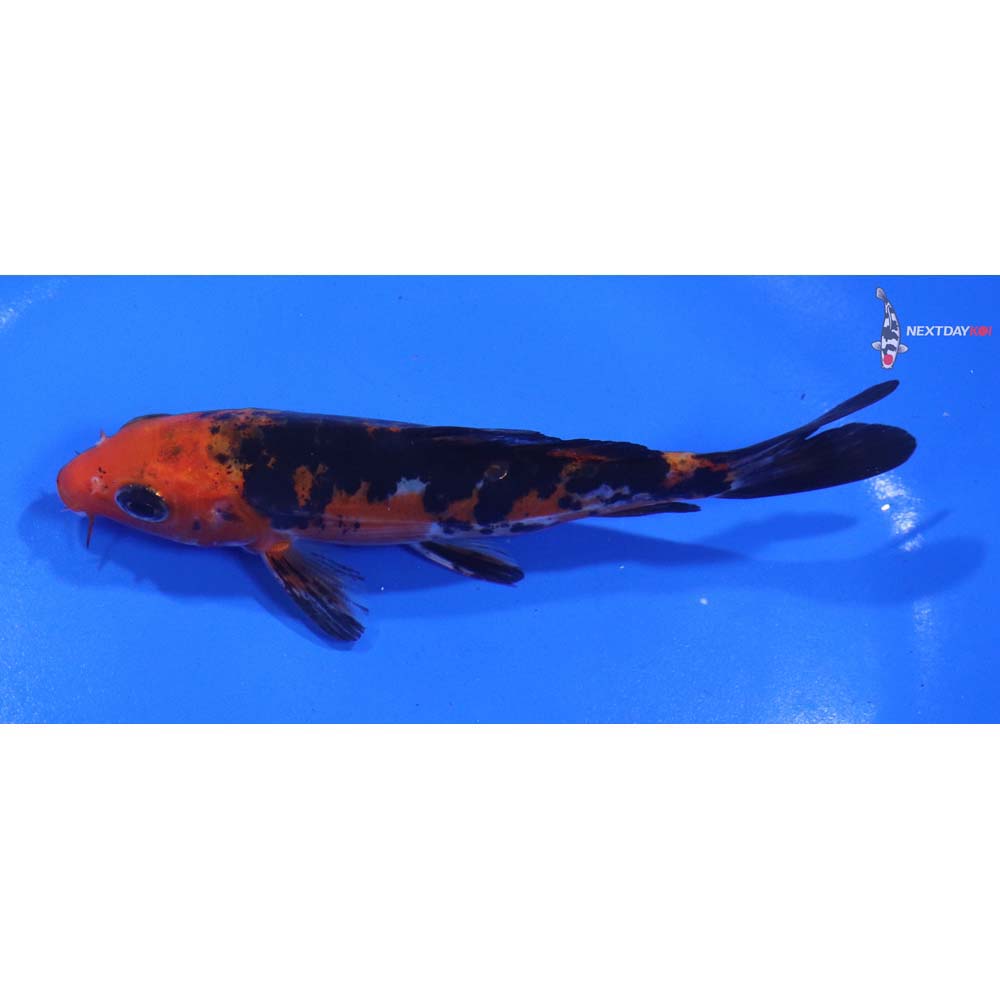 5” Imported Doitsu Sanke