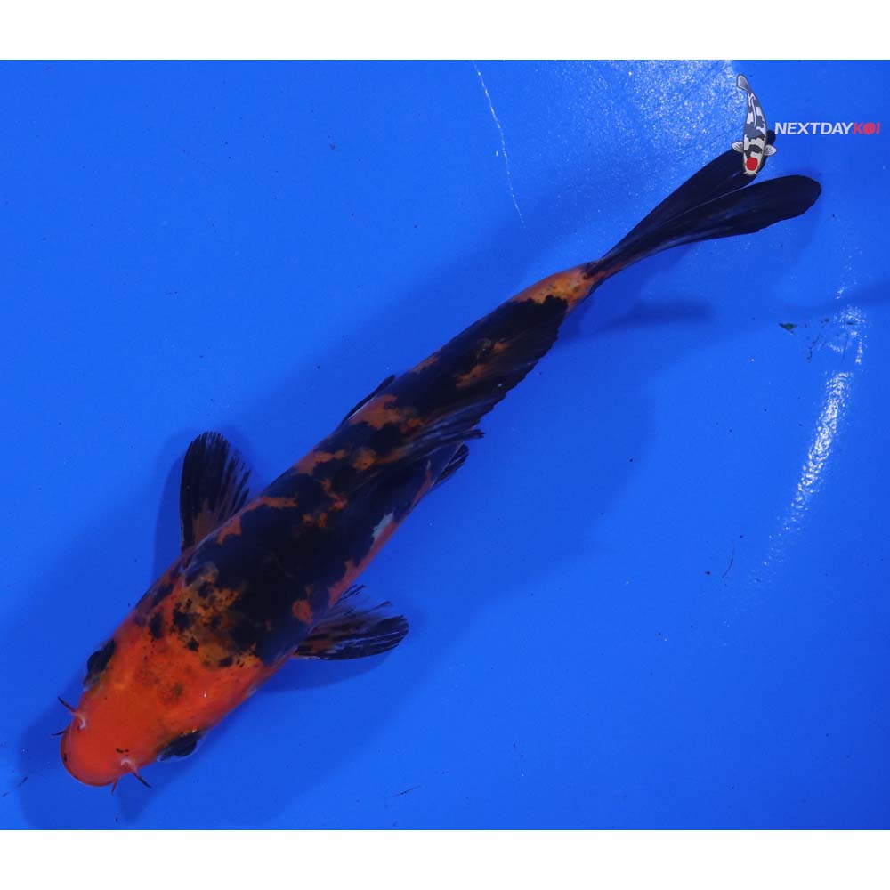 5” Imported Doitsu Sanke