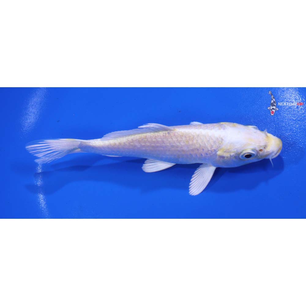 5” Imported Lemon Hariwake