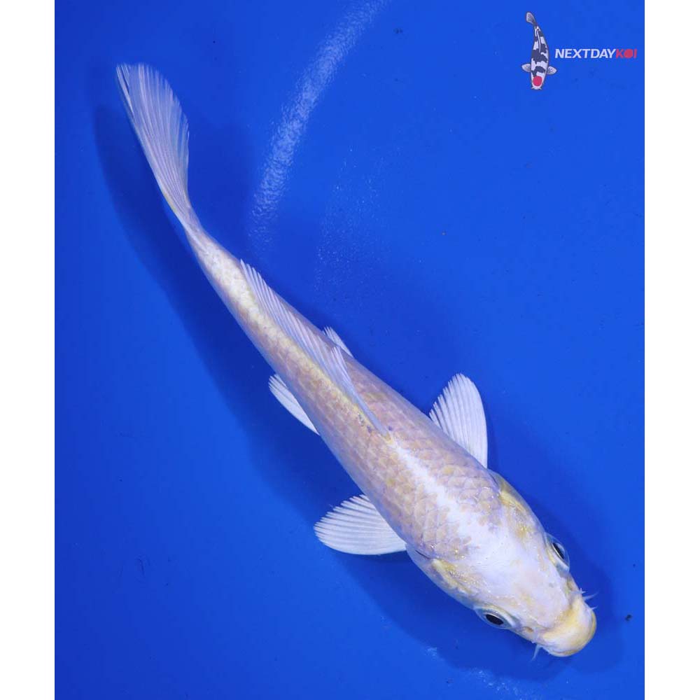 5” Imported Lemon Hariwake