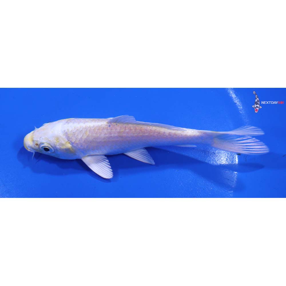 5” Imported Lemon Hariwake